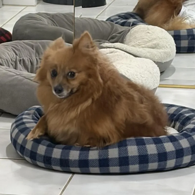 Brownie