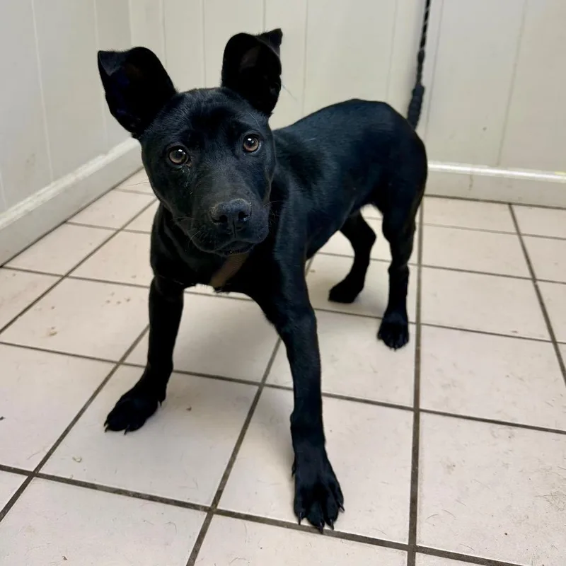 Tuscstray thumbnail 2