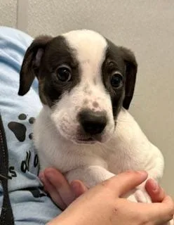 A baby medium-sized male White / Cream Hound dog named Gale for adoption in Winter Haven, FL