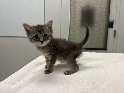 A baby small-sized male Gray / Blue / Silver Domestic Short Hair cat named Tubby for adoption in Kansas City, MO