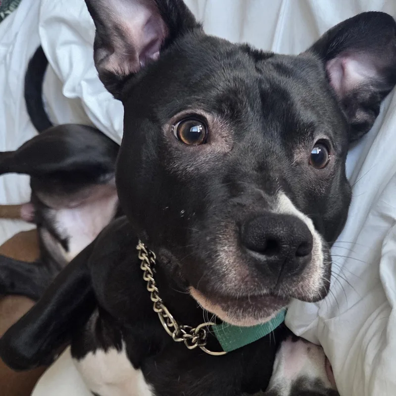 A young medium-sized male Pit Bull Terrier dog named Ranger for adoption in North Kansas City, MO