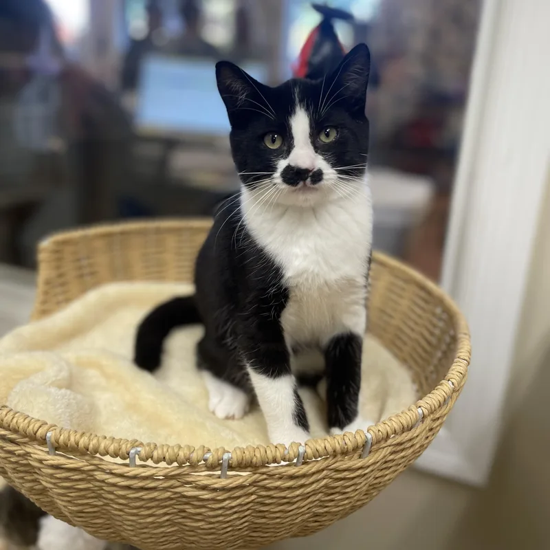 A baby medium-sized male Domestic Short Hair cat named Chestnut for adoption in Hamilton, NJ