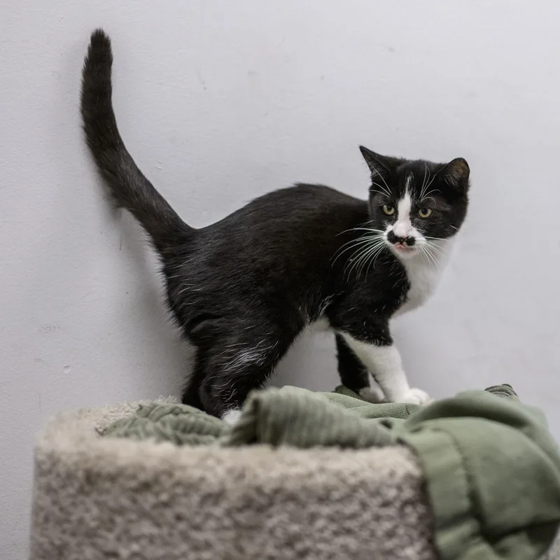 Chestnut thumbnail 2