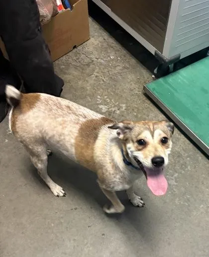 A young medium-sized female Parson Russell Terrier dog named Violet for adoption in Seneca, SC