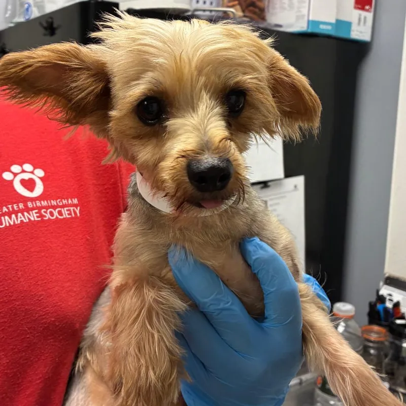 An adult small-sized female Brown / Chocolate Yorkshire Terrier dog named Sissy for adoption in Birmingham, AL