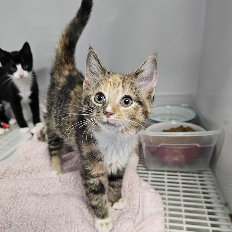 A baby small-sized female Torbie Domestic Short Hair cat named Rain for adoption in Monroe, MI