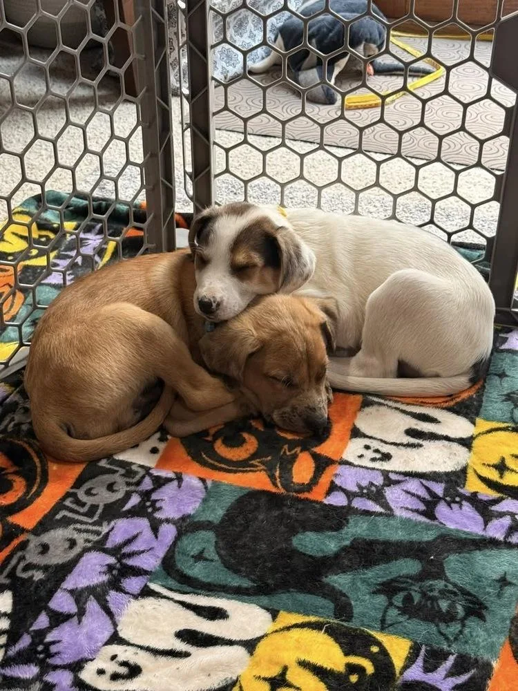 Timothy thumbnail 2