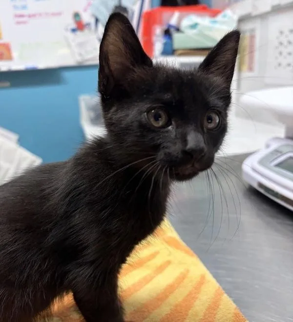 A baby small-sized male Domestic Short Hair cat named Hector for adoption in Escondido, CA