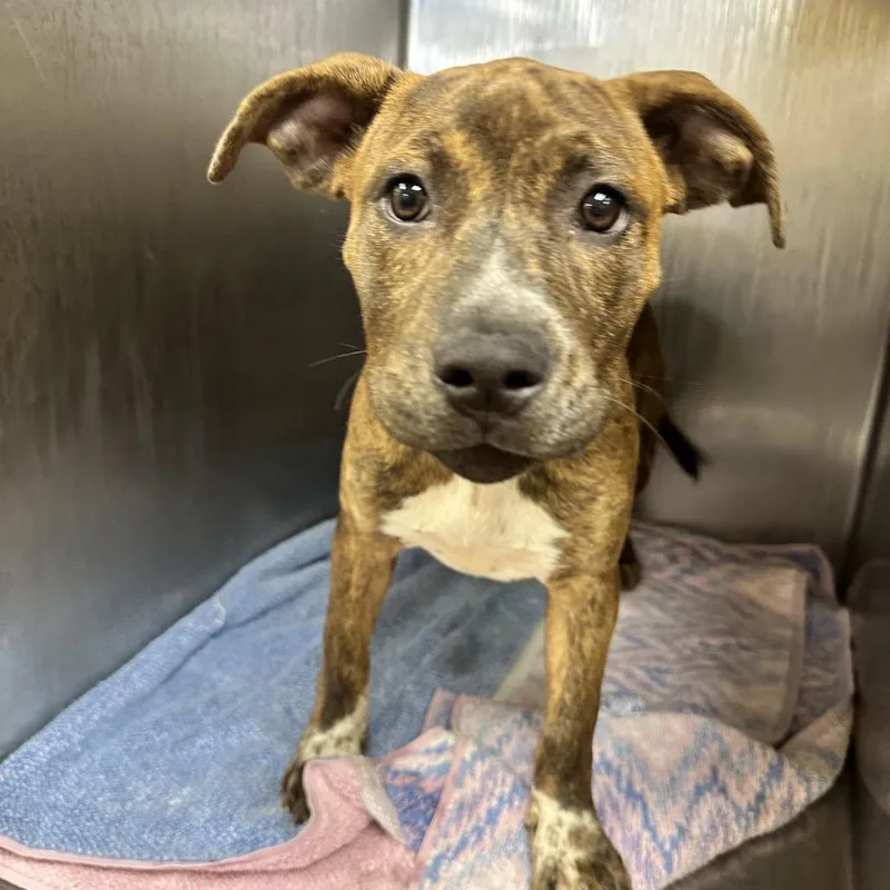 A baby small-sized female Brindle Mixed Breed dog named Treasure for adoption in Chattanooga, TN