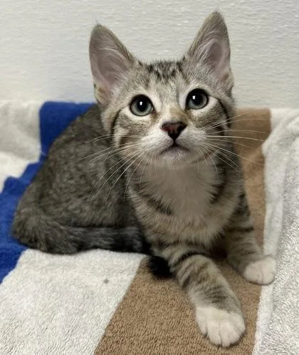 A young small-sized male Domestic Short Hair cat named Victor for adoption in Phoenix, AZ