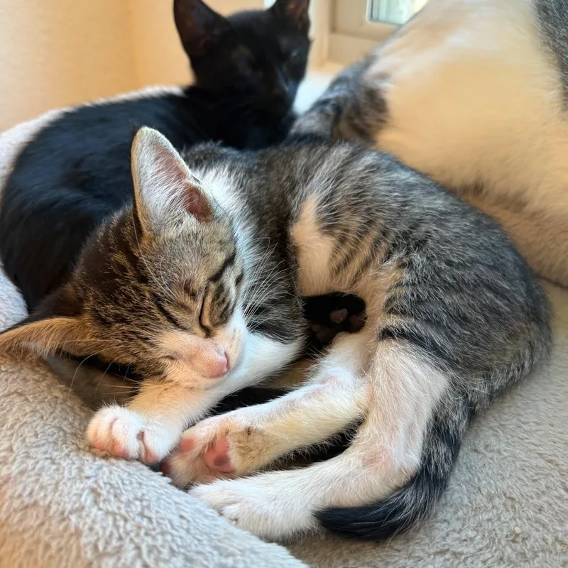 A baby small-sized male Brown / Chocolate Domestic Short Hair cat named Nutella Banana Bread for adoption in Austin, TX