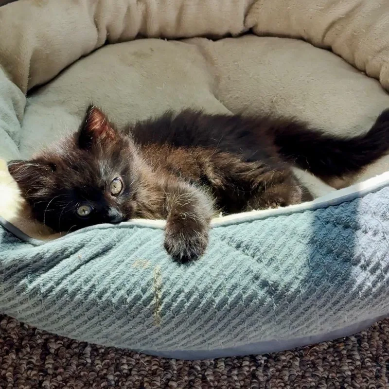 A baby small-sized female Black Domestic Long Hair cat named Judy Gemstone for adoption in Costa Mesa, CA
