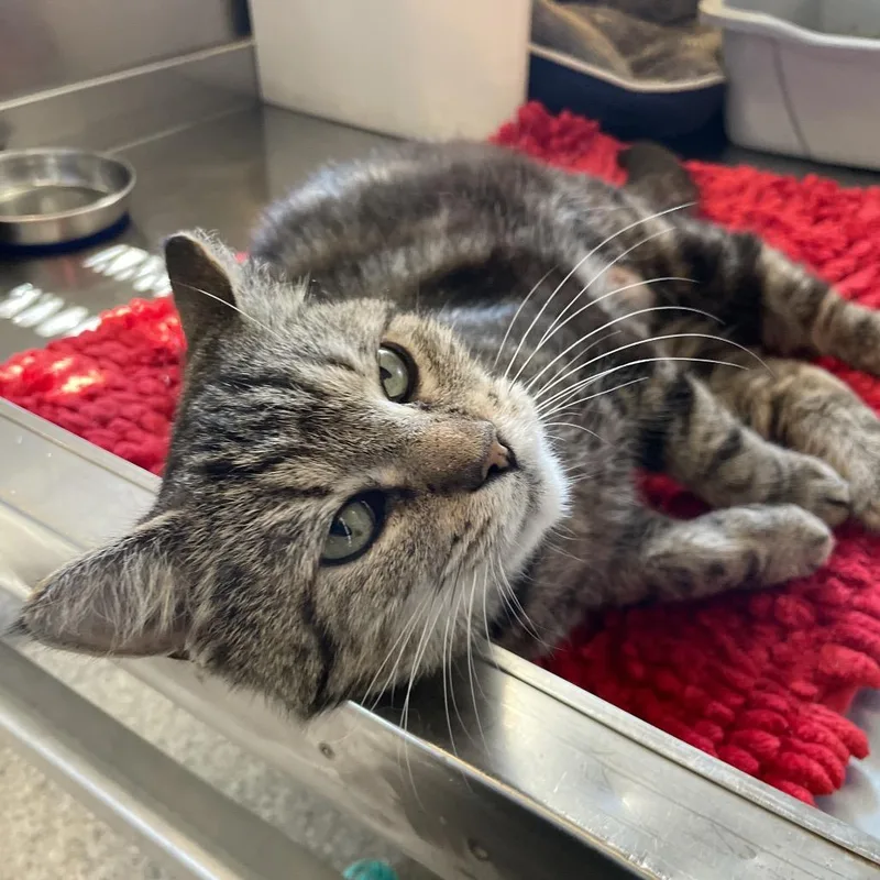 A young medium-sized female Brown / Chocolate Domestic Short Hair cat named Thomasina for adoption in South Haven, MI