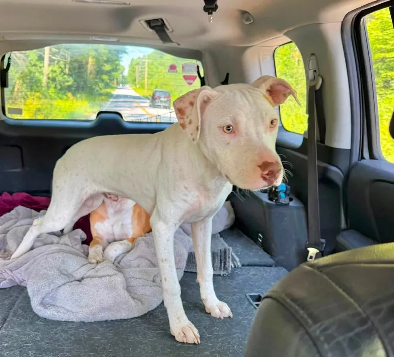 A baby medium-sized male White / Cream Pit Bull Terrier dog named Chase for adoption in Wells, VT