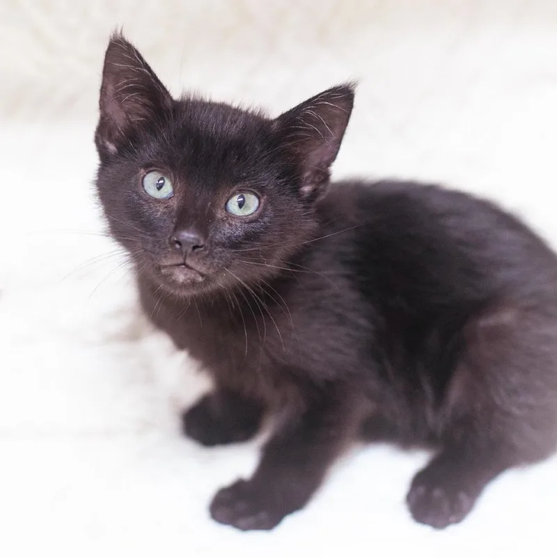 A young small-sized male Domestic Short Hair cat named Devereaux for adoption in Ponte Vedra, FL
