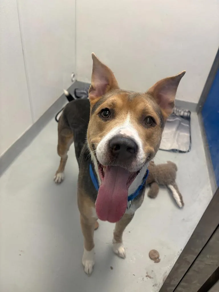 An adult medium-sized male Pit Bull Terrier dog named Rudy for adoption in New Kensington, PA
