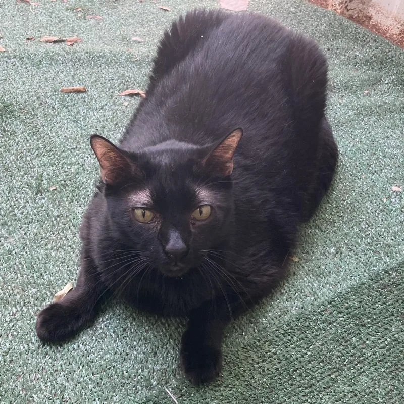 A senior large-sized male Black Domestic Short Hair cat named Tinker for adoption in Midland, TX
