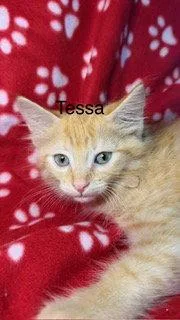 A baby medium-sized female Orange / Red Domestic Long Hair cat named Tessa for adoption in Oakland Park, FL
