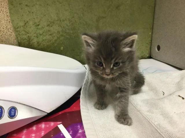 A baby small-sized female Domestic Short Hair cat named Velvet for adoption in Riverside, CA