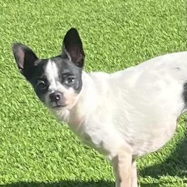 A senior small-sized female White / Cream Chihuahua dog named Spicy for adoption in Las Vegas, NV