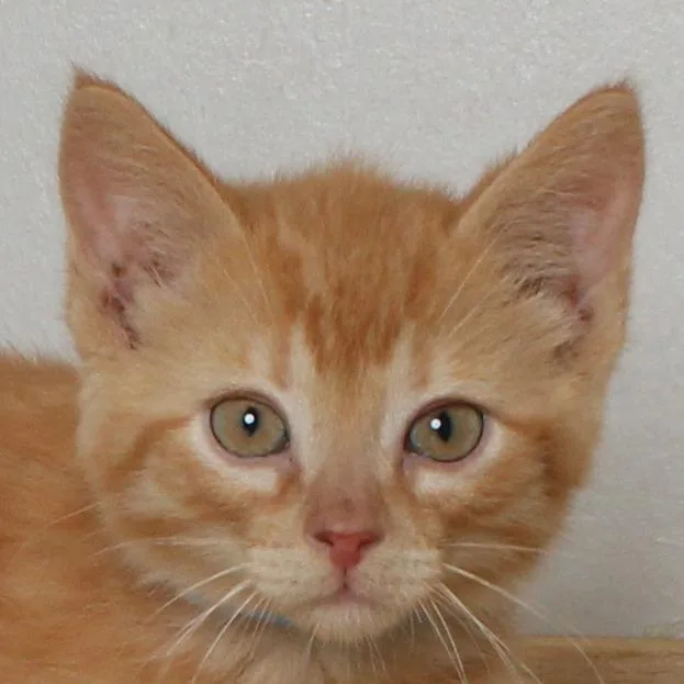 A baby small-sized male Orange / Red Domestic Medium Hair cat named Butterscotch C for adoption in Minnetonka, MN