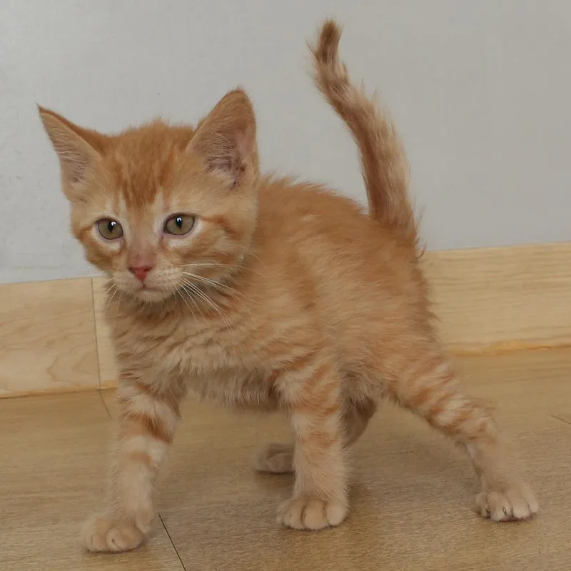Butterscotch C thumbnail 2