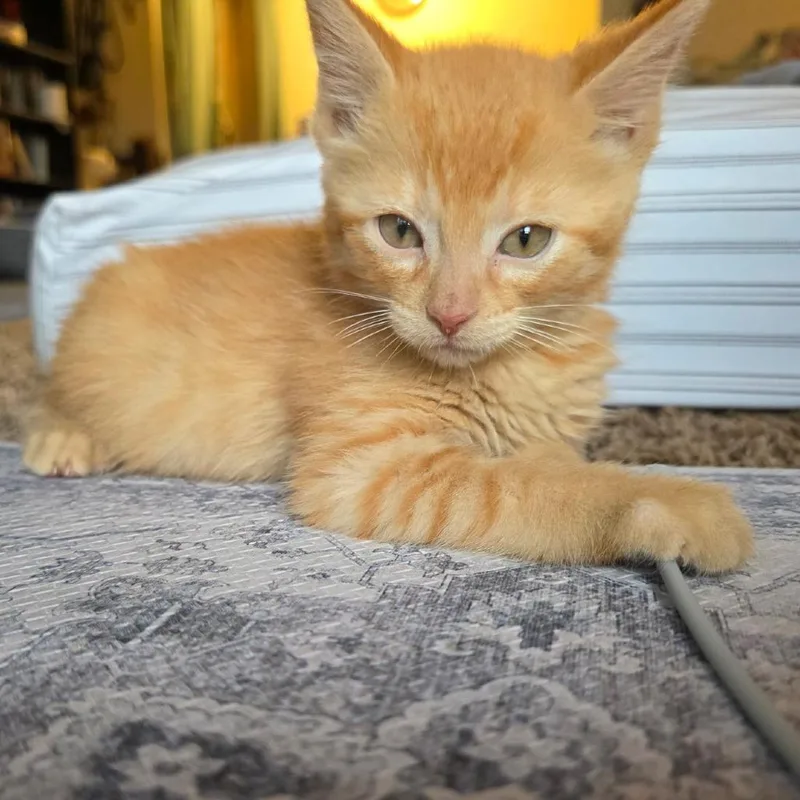 Butterscotch C thumbnail 3