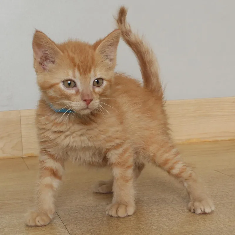 Butterscotch C thumbnail 4