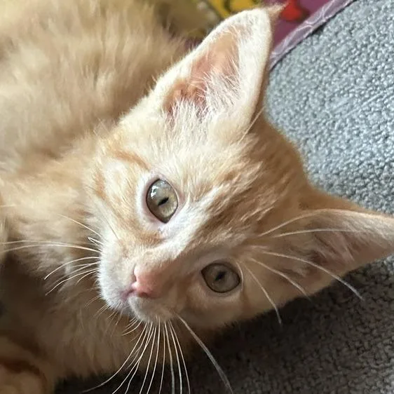 Butterscotch C thumbnail 6