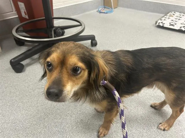 An adult small-sized male Chihuahua dog named A for adoption in Ocala, FL
