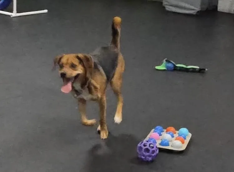 An adult medium-sized female Beagle dog named Pollyanna for adoption in Madison Heights, MI