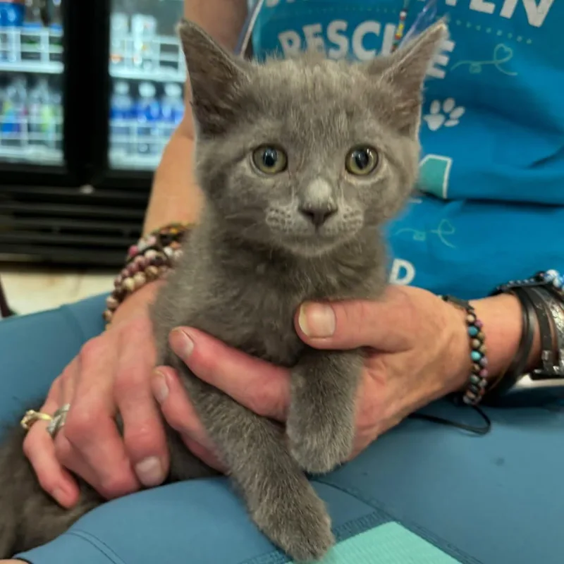A baby medium-sized female Gray / Blue / Silver Domestic Short Hair cat named Dixie for adoption in Omaha, NE