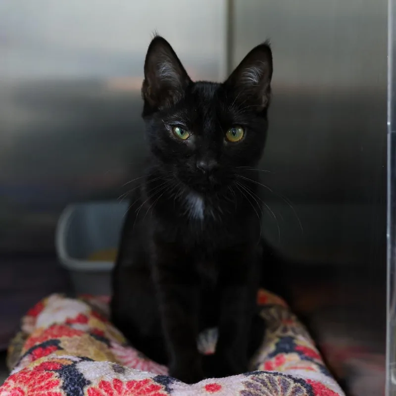 A baby small-sized female Black Domestic Short Hair cat named Terrie for adoption in Los Angeles, CA