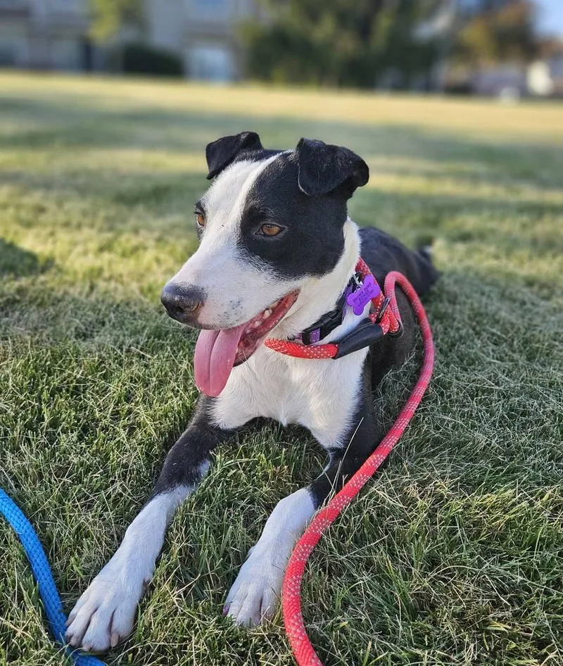 A young medium-sized female Tricolor (Brown, Black, & White) Border Collie dog named Greta Van Fleet for adoption in Waunakee, WI