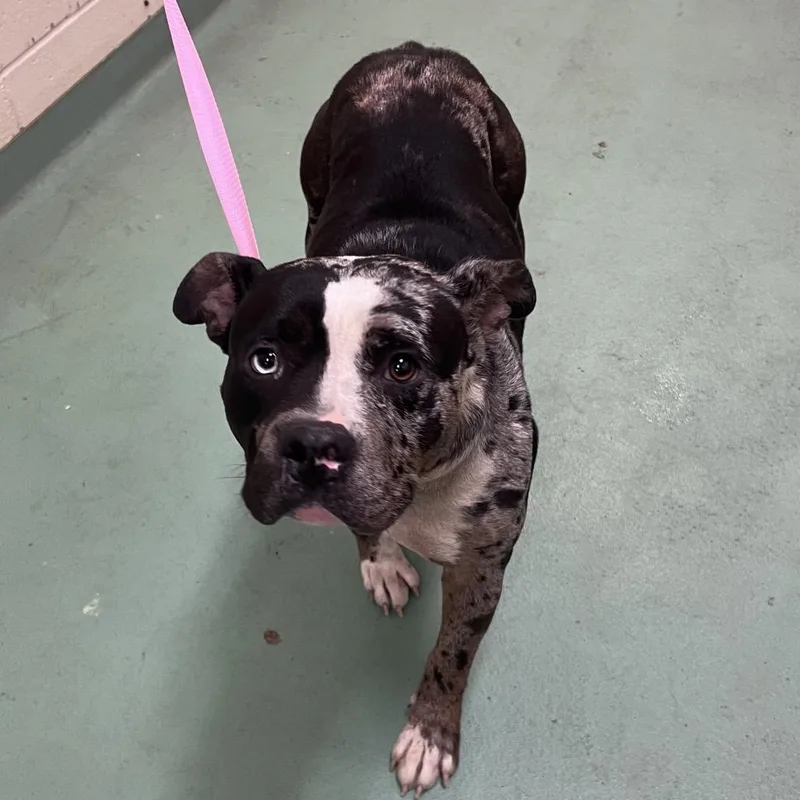 An adult medium-sized female Gray / Blue / Silver Mixed Breed dog named Miss Ma'am for adoption in Memphis, TN