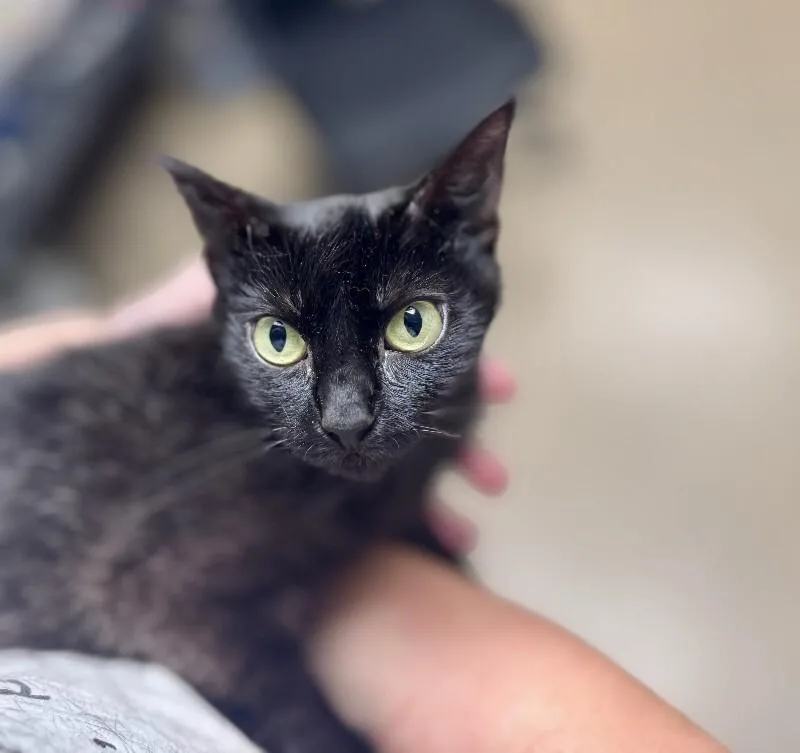 An adult medium-sized female Domestic Short Hair cat named Wednesday for adoption in Wooster, OH