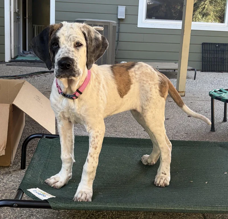 A baby large-sized female Saint Bernard dog named Nana for adoption in Penryn, CA