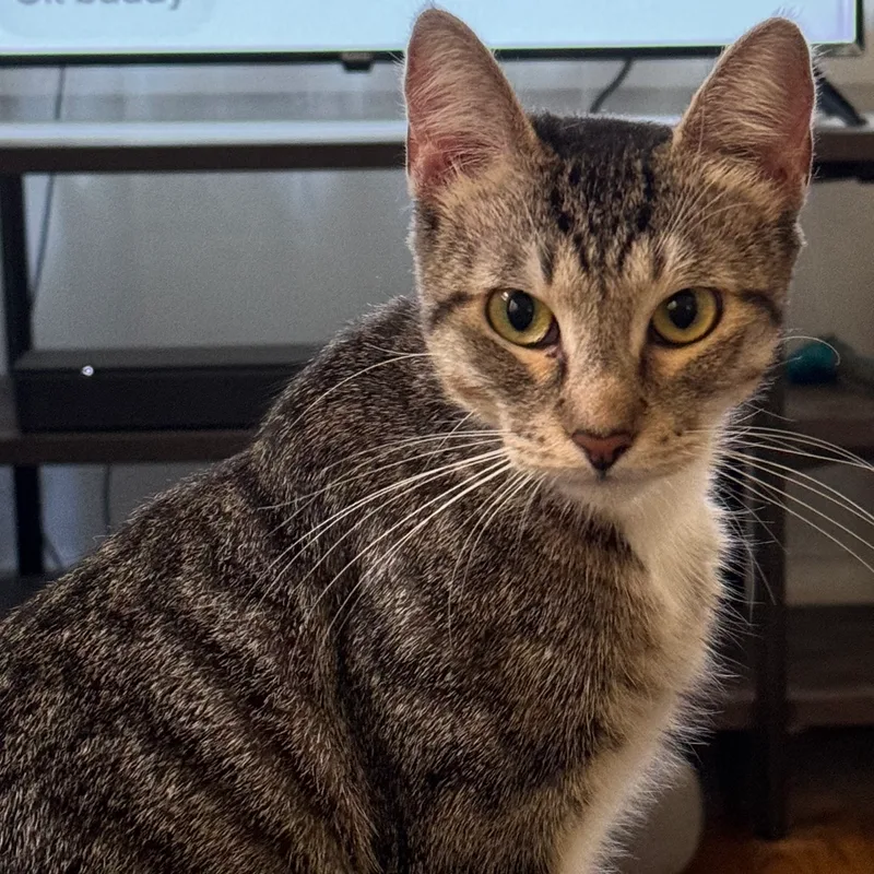 A young medium-sized female Tabby (Brown / Chocolate) Domestic Short Hair cat named Molly for adoption in Los Angeles, CA