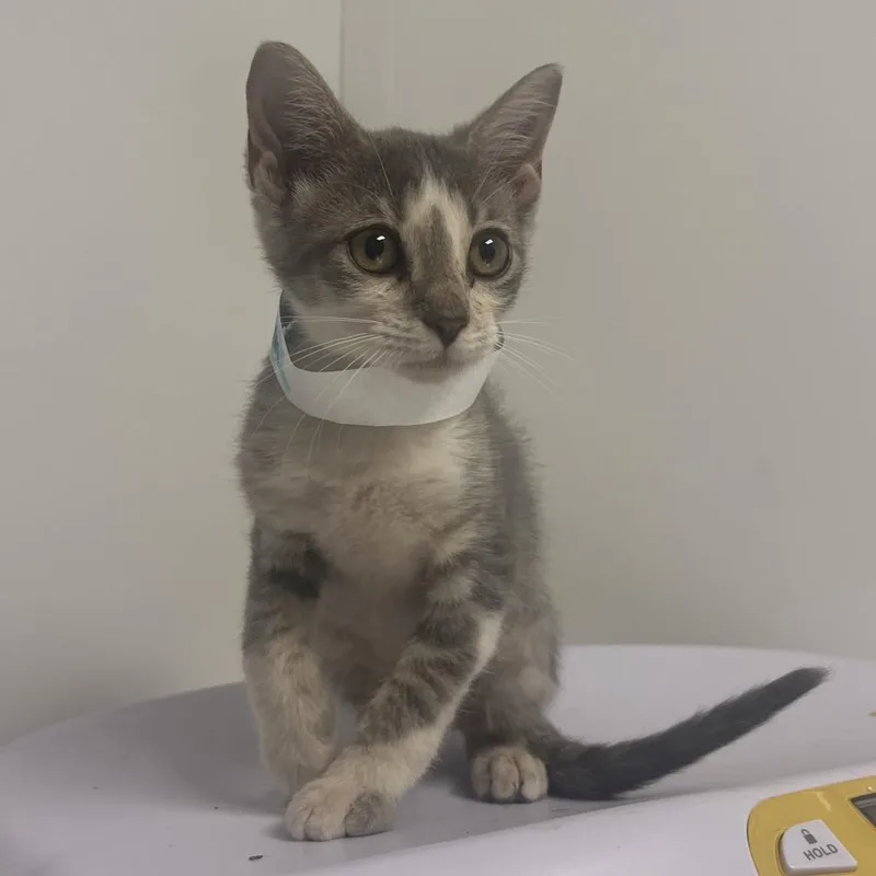A baby small-sized male Gray / Blue / Silver Domestic Short Hair cat named Upton for adoption in Hattiesburg, MS
