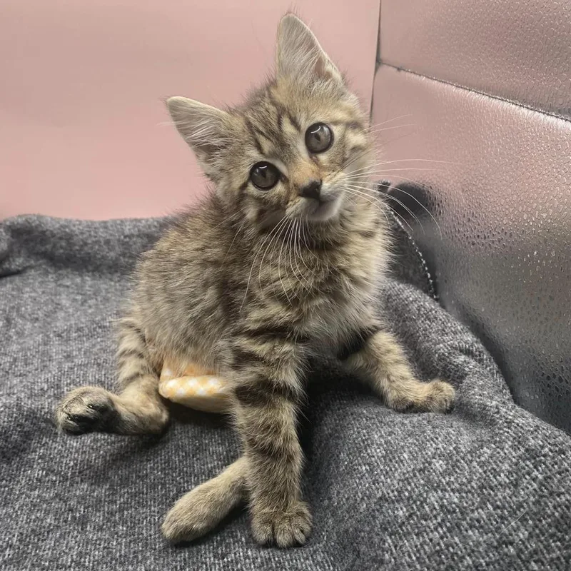 An adult medium-sized female Brown / Chocolate Domestic Medium Hair cat named Maybelline  SPECIAL NEEDS for adoption in Union, MO
