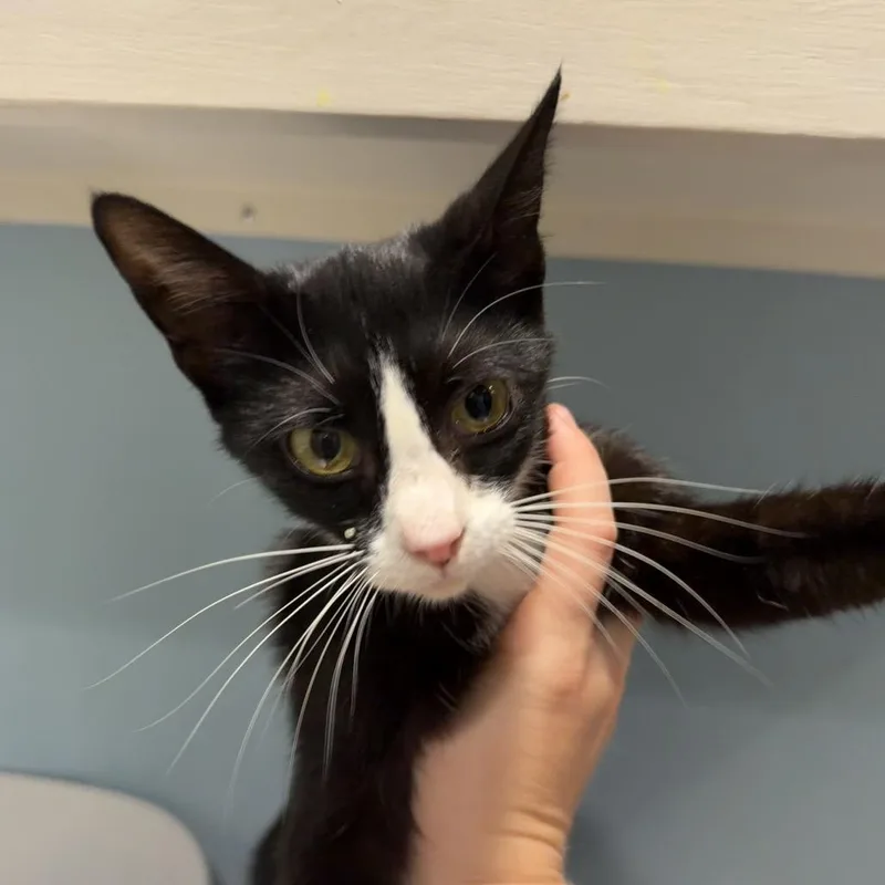 A young medium-sized female Black Domestic Short Hair cat named Talia for adoption in Chattanooga, TN