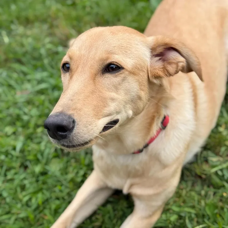 A young small-sized female Yellow / Tan / Blond / Fawn Dachshund (Long Haired) dog named Possum for adoption in New Fairfield, CT