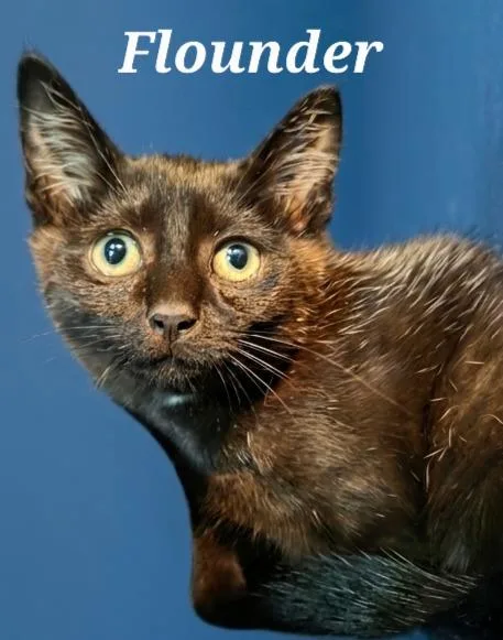 A baby small-sized male Domestic Short Hair cat named Flounder for adoption in Rutherfordton, NC