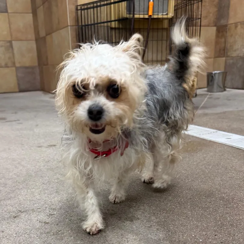 An adult small-sized female Maltese dog named Ale for adoption in Las Vegas, NV