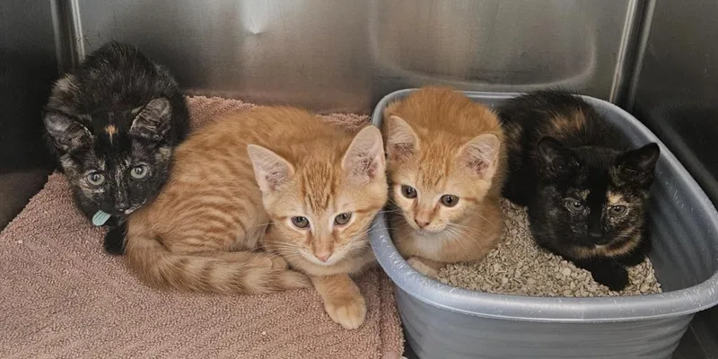A baby medium-sized female Domestic Short Hair cat named Chewie for adoption in Mocksville, NC