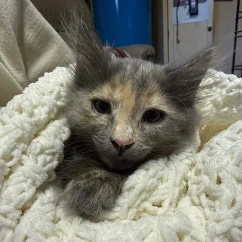A baby small-sized female Gray / Blue / Silver Domestic Long Hair cat named Judy for adoption in Estacada, OR