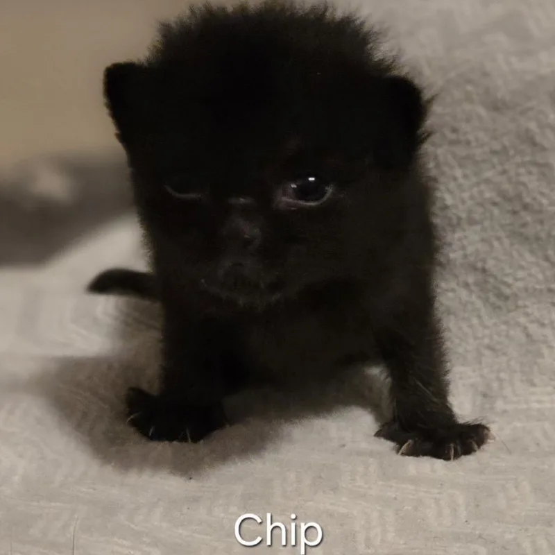 Chipzues thumbnail 2