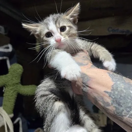 A baby small-sized male Brown / Chocolate Domestic Short Hair cat named Heath for adoption in Sioux Falls, SD