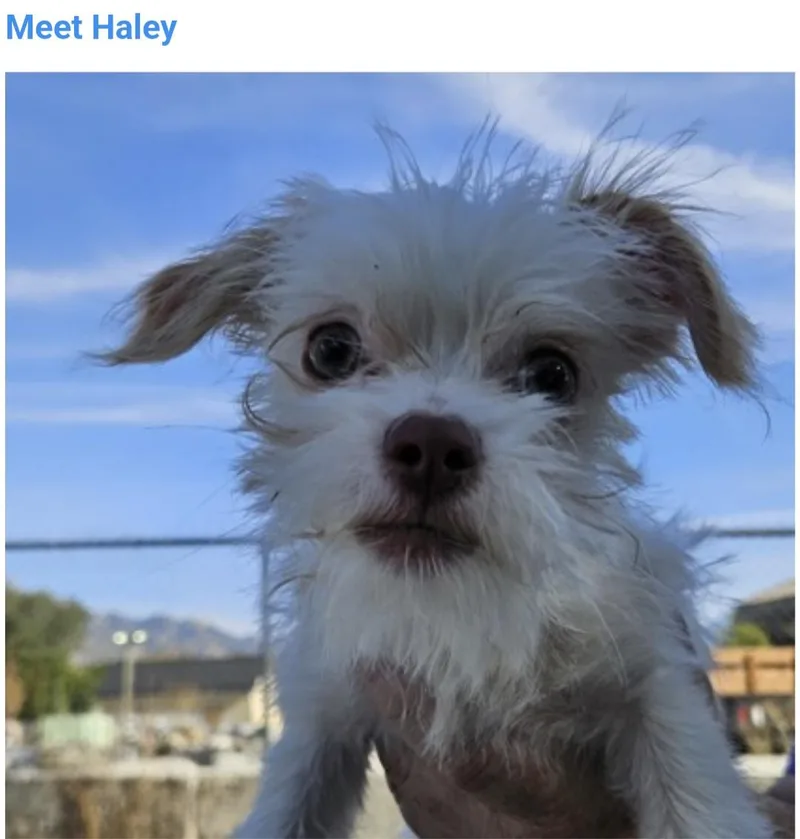 A baby small-sized female Yorkshire Terrier dog named Haley for adoption in Salt Lake City, UT