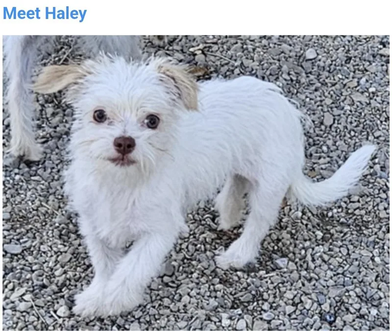Haley thumbnail 2